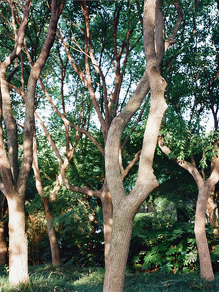 small grove of trees